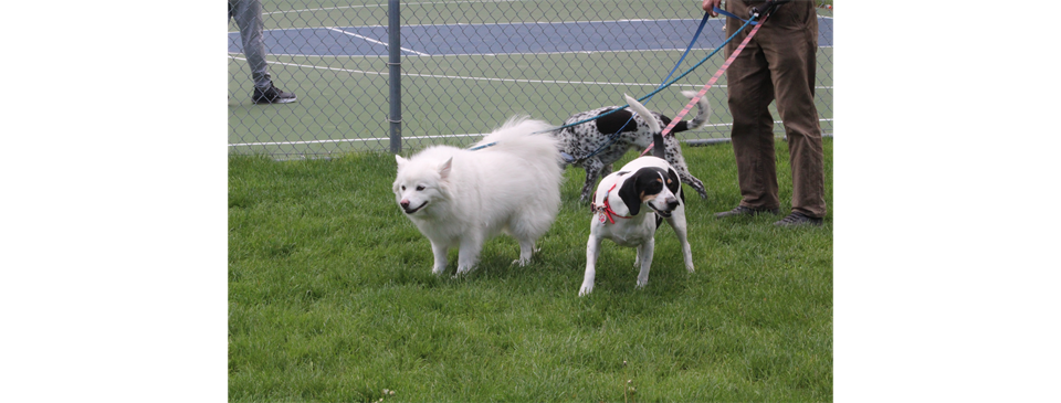 Loving our 4 Legged Fans